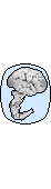 Belgian Brain